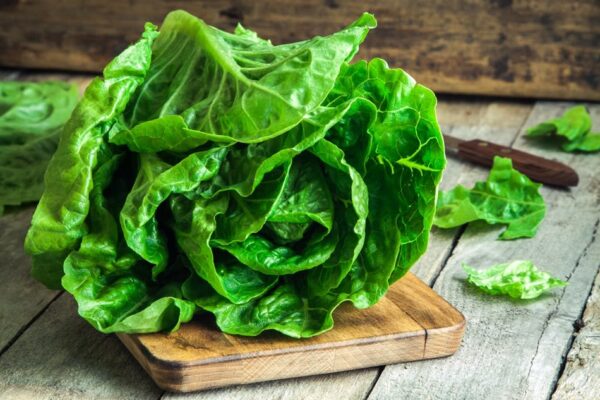 Lechuga costina