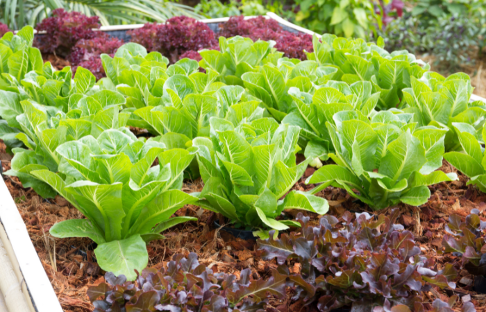 tipos de lechuga